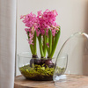 Szklane terrarium jajko W-694+W-694/I H:26,5cm D:19,8cm OUTLET