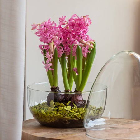 Szklane terrarium jajko W-694A+W-694A/I H:21,5cm D:15,8cm